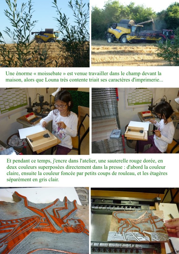 impression sauterelle bicolore